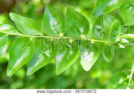 Jojoba Blooming  Tree Flowers