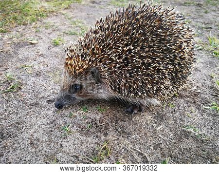 The Hedgehog Went Out Into The Field In The Afternoon In Search Of Food.