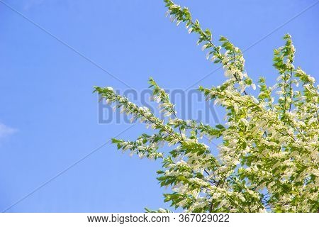 The Birdcherry Tree Blooms In The Garden On A Sunny Day. Beautiful White Flowers Against The Backgro