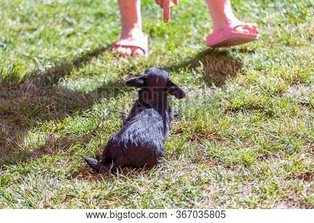 Woman Trains With A Young Poodle Chihuahua Mix (chipoo)