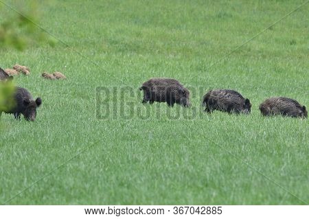 Wildboar Mother With Small Boar Piglet Eating Together On The Meadow
