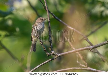 Common Chiffchaff (phylloscopus Collybita)