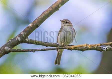 Common Chiffchaff (phylloscopus Collybita)