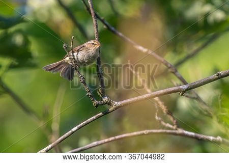 Common Chiffchaff (phylloscopus Collybita)