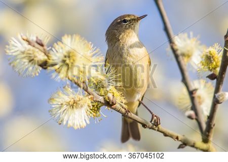 Common Chiffchaff (phylloscopus Collybita)