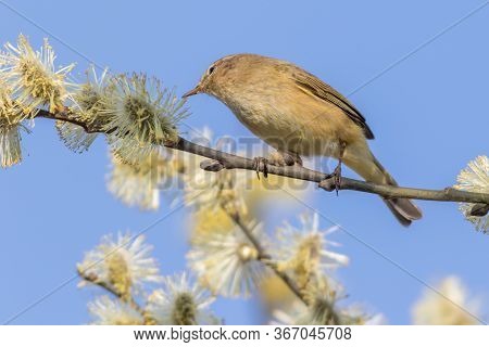 Common Chiffchaff (phylloscopus Collybita)