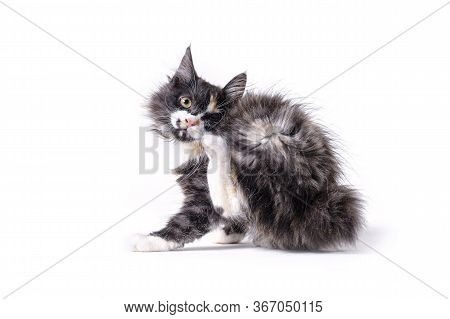 Multi-colored Little Kitten Of Breed Bobtel Isolated On A White Background .