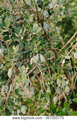 Close-up Of Fruits On The Feijoa Tree, Akka Sellova, Pineapple Grass.