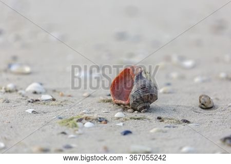 Lonely Orange Seashell By The Sea, Beautiful Kinburn Foreland Shore, Black Sea, Ukraine