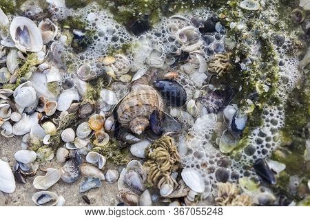 Beautiful Pattern With Small Seashells, Kinburn Foreland Shore, Black Sea, Ukraine