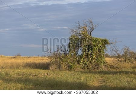 A Lonely Green Tree In The Southern Steppe, Grassland By Black Sea, Ukraine