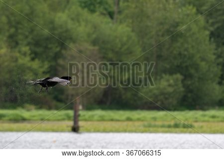 A Pisture Of A Duoble-crested Cormorant Flying In The Air.   Vancouver Bc Canada