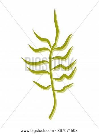 Stock Vector Graphics Green Alga Seaweed With Green Wavy Leaves. Beautiful Plant On A White Backgrou