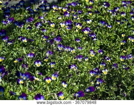 Blooms Violet Tricolor, A Plant With The Latin Name Viola Tricolor, A Plant With Medicinal Propertie