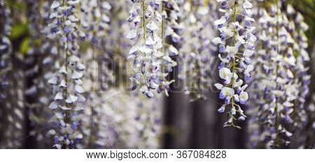 Panoramic Image Of Blooming Wisteria Close Up.