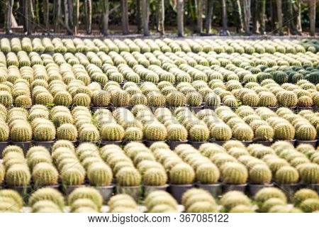 Pataya, Chonburi, Thailand, December 10 2015.the Cactus Is Planted Beautifully Arranged Together.