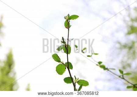 Spring Landscape Of Trees Against The Sky. View From The Bottom.
