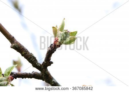 Spring Landscape Of Trees Against The Sky. View From The Bottom.