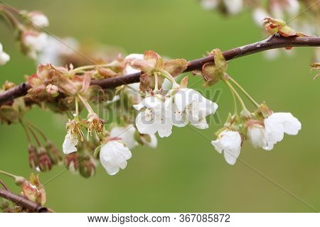 Beautiful Sakura Flower In Bloom After Rain, With A Branch On A Green Background For The Spring Seas