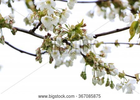 Beautiful Sakura Flower In Bloom After Rain, With A Branch On A White Background For The Spring Seas