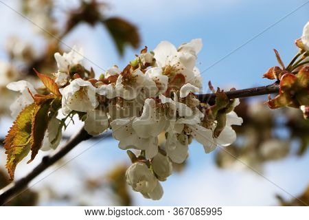 Close-up - Beautiful Sakura Flower In Bloom After Rain, With A Branch On A Blue Background For The S