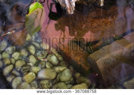 Guppy Fishes Or Millionfish And Rainbow Fish Swimming In Water And Eating Food And Lotus Plant In Fi