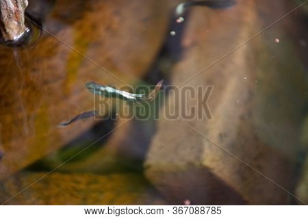 Guppy Fishes Or Millionfish And Rainbow Fish Swimming In Water And Eating Food And Lotus Plant In Fi
