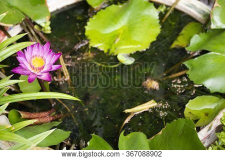 Guppy Fishes Or Millionfish And Rainbow Fish Swimming In Water And Eating Food And Lotus Plant In Fi