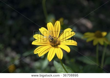 Bee on a yellow flower 1