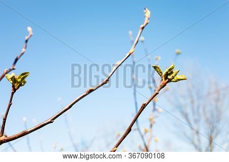 Twigs With Buds Of Apple Tree And Blue Sky On Background On Sunny Spring Day (focus On Bourgeon On F