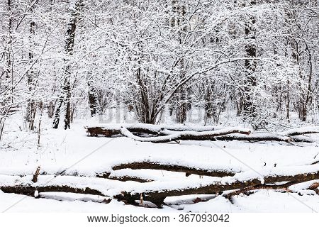 Snow-covered Fallen Trees On Glade In Snowy Forest Of Timiryazevsky Park In Moscow City On Winter Da