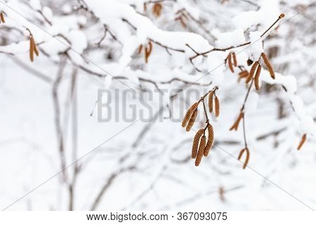 Catkins Of Alder Tree Close-up In Snowy Forest Of Timiryazevsky Park In Moscow City On Winter Day