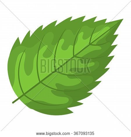 Rasberry Green Leaf Isolated On White Background. Cartoon Style. Vector Illustration For Any Design.