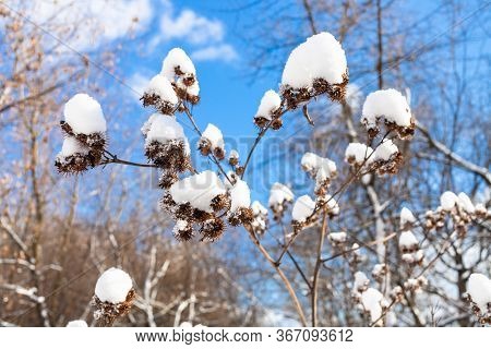 Fresh Snow On Dried Burdock Close-up In Forest On Sunny Spring Day