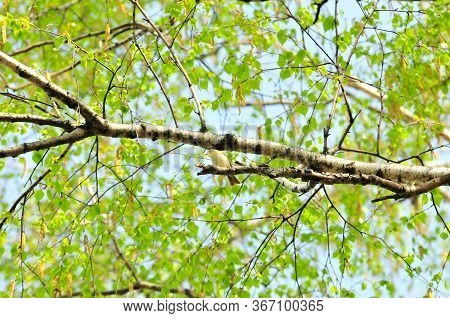 Spring Crown Of A Birch Tree With A Small Bird On A Branch.the Greenish Warbler Bird (phylloscopus T