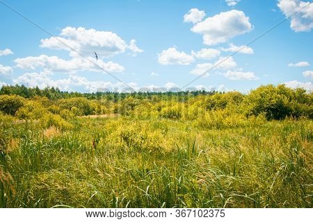 Swamp Bog Scenic Spot