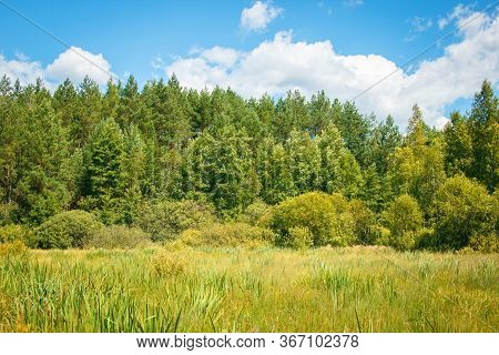 Swamp Bog Scenic Spot