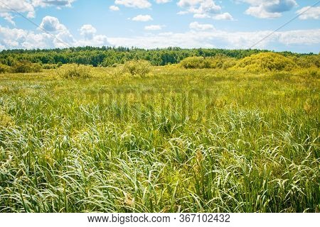Swamp Bog Scenic Spot