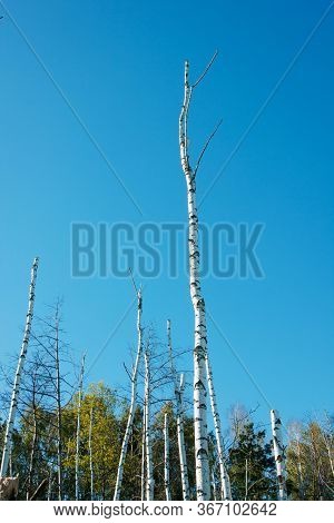 Mystical Dead Forest