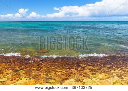 Hawaii, Turtle Beach On Oahu Island, United States. The Famous Green Sea Turtle Or Hawaiian Sea Turt