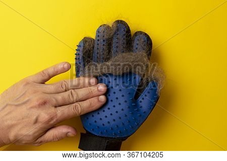 The Glove With Cats Hair On It. Equipment For Caring Domestic Pets And Animals Wool