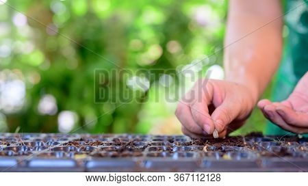 Home Gardening When Lock Down And Self-quarantine. Planting Seeds In Soil At Botanic Garden During T