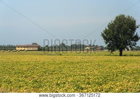 Rural Landscape Near Carpaneto Piacentino, In Piacenza Province, Emilia-romagna, Italy, At Summer