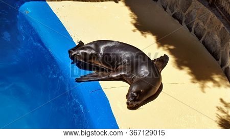 Fur Seal Takes Sunbaths On The Shore