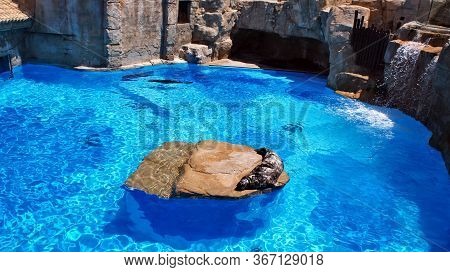 Fur Seal On A Stone Takes Sun Baths