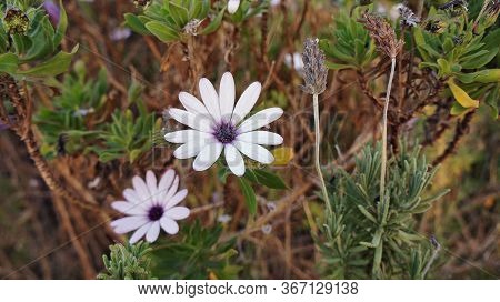Nice Flowers In The Field At Summer