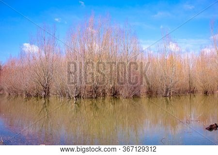 Flooded Trees In Bright Sunny Spring Day After Rain Flood, High Water In Forest.