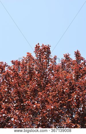 Black Cherry Plum - Latin Name - Prunus Cerasifera Nigraa