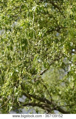 Dragons Claw Willow - Latin Name - Salix Matsudana Tortuosa