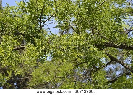 Japanese Pagoda Tree - Latin Name - Styphnolobium Japonicum (sophora Japonica)